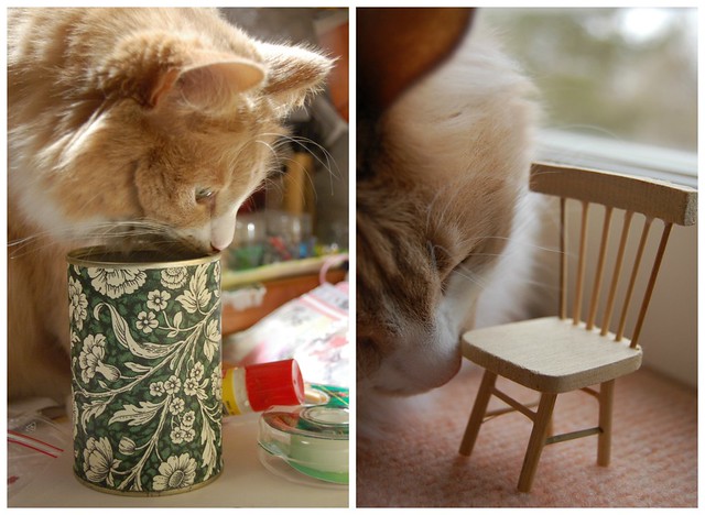 Can and chair cat