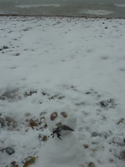 Snow Photo