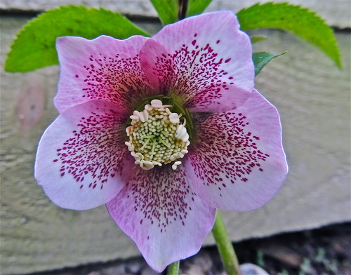 Another Hellebore! by Irene.B.
