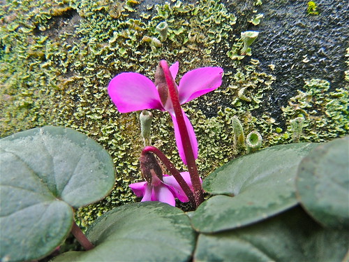 Rock Garden Cyclamen in Flower by Irene.B.