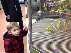 Birds at the pet store by Guzilla