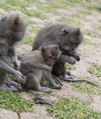 Monkey's of Alas Kedaton, Bali.