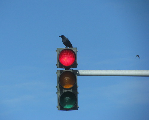 Stoplight crow