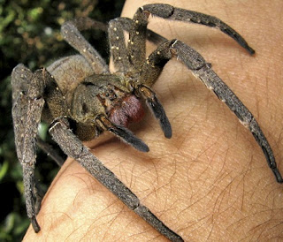 Veneno-de-aranha-brasileira-e-melhor-do-que-Viagra