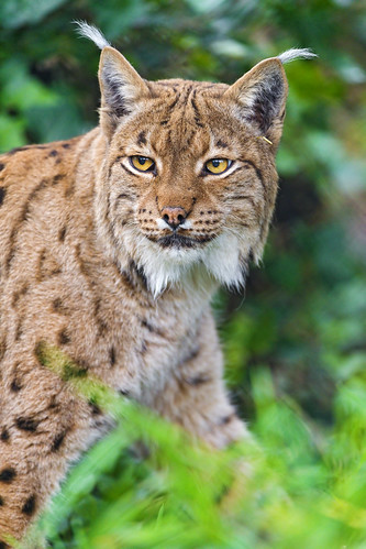 Lynx in the vegetation by Tambako the Jaguar