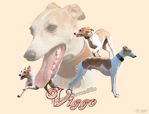 Collage Viggo 2013