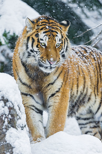 Under the falling snow by Tambako the Jaguar