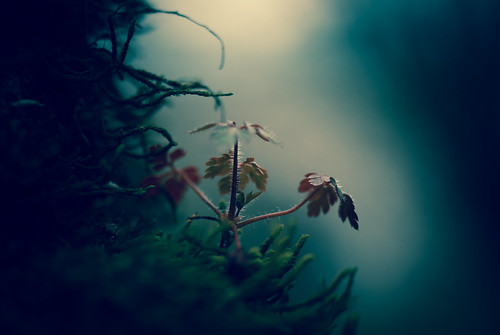 dans une forêt magique... by FREDBOUAINE ☮
