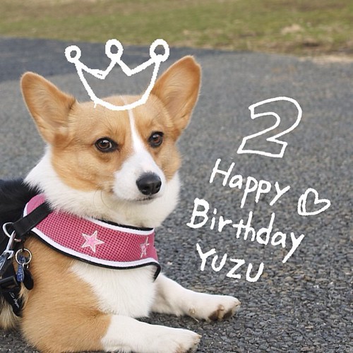 「あたし2歳になったの。プレゼントはオヤツいっぱいがいいなぁ」Happy Birthday YUZU!! お祝いは週末ね #コーギー #corgi #dog