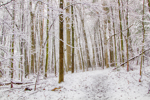 woods snow-