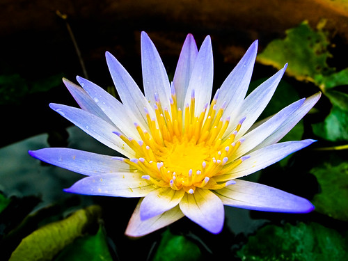 IMG_0060 Waterlily