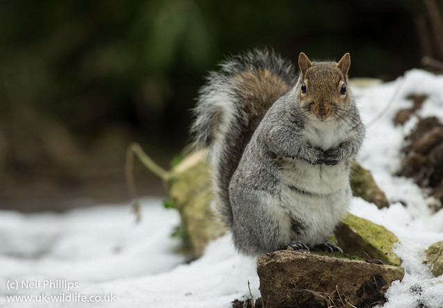 grey squirrel in snow 4