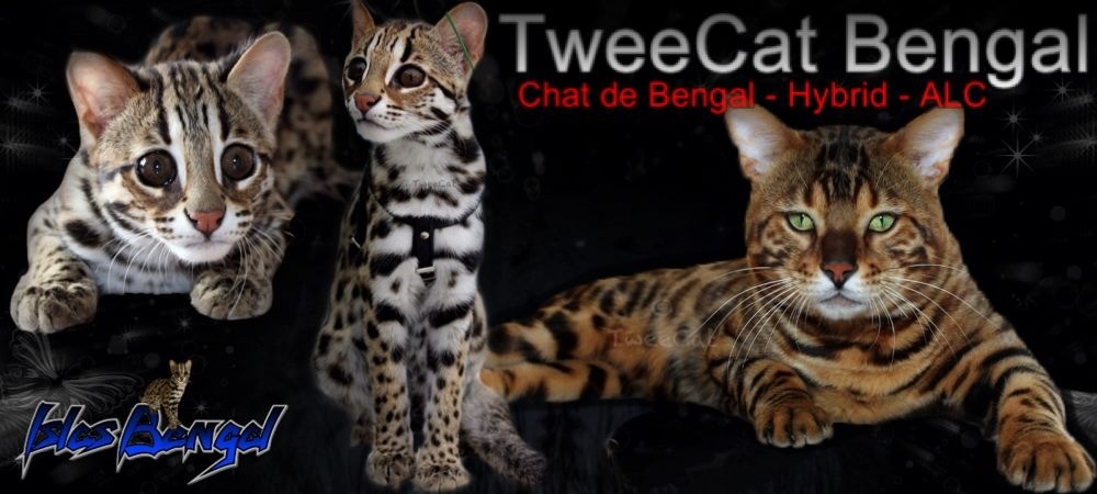 TweeCat Bengal & Islas Bengal pour de magnifiques chat de bengal, hybride ou ALC 
