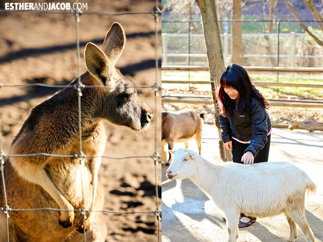 Kangaroos and Petting Zoo Zoo Atlanta | Tourists at Home Atlanta Edition