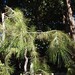 Garden Inventory: Black Pine (Pinus nigra) - 4
