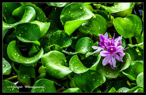For a Day, Let Me Light U With The Bloom Of Colors... (Water hyacinth) by Mysmile Photography