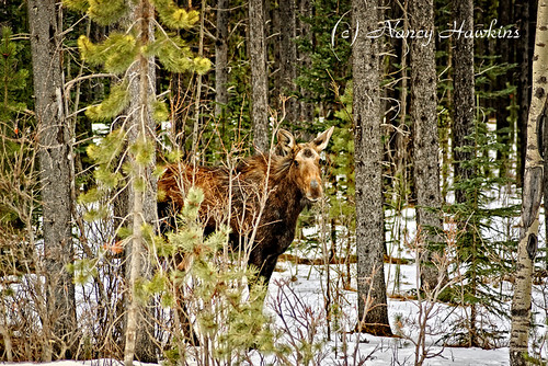 Moose on the loose! by Nancy Hawkins