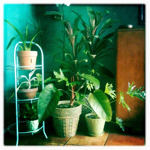 Plants in the house