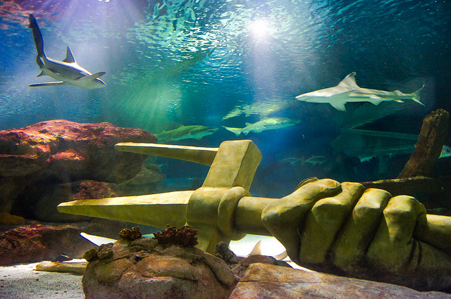 Shark, Swim, Trident, Mall of America, See Life Minnesota Aquarium, Shark Tank
