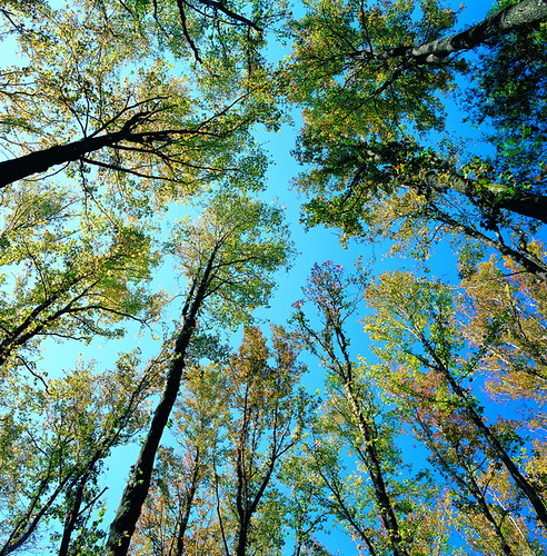 圖為奧萬大國家森林遊樂區。(照片來源：林務局)