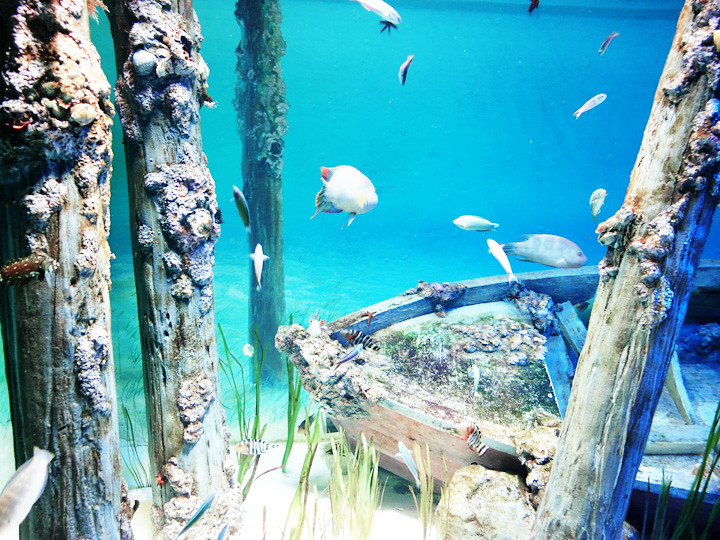 fishes S.E.A. Aquarium world’s largest aquarium
