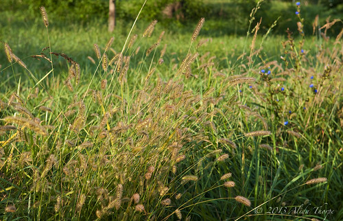 tall grass by Alida's Photos