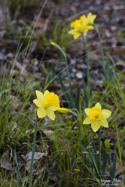 daffodil6