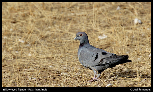 Yellow-eyed Pigeon by Joel I Fernandes