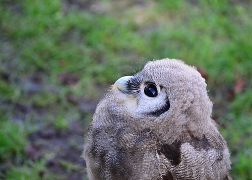 Owl 3 by birbee
