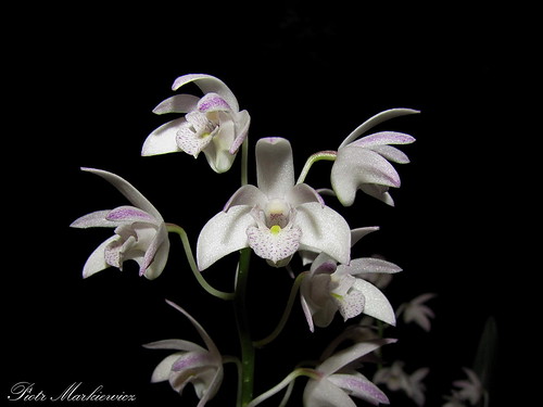 Dendrobium × delicatum by PiotrM