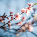 spring peach tree blossom