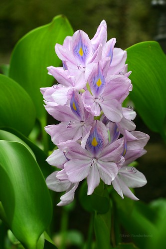 Water Hyacinth - Eicchornia crassipes