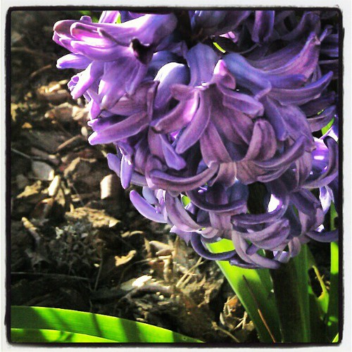 Signs: Hyacinth
