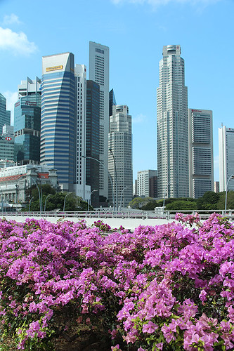 flowers and buildings