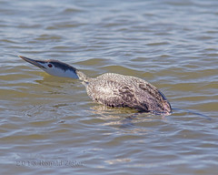 Red-Throated Loon (Non-Breeding Plumage)