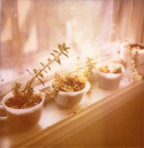 windowsill succulents