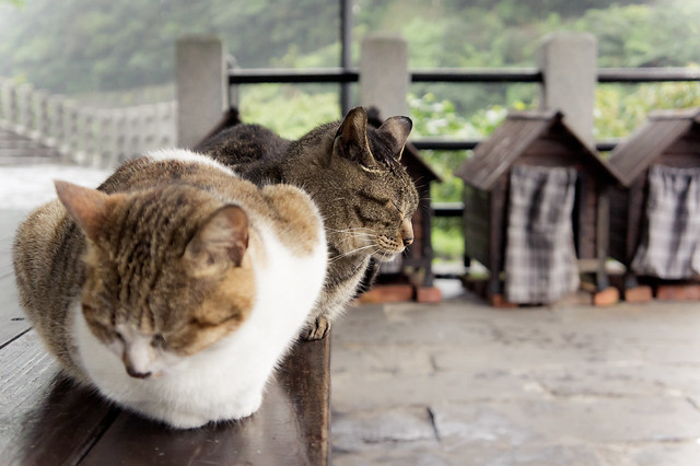 Snoozing cats, background cat houses