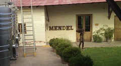 Visitando Mendel, gracias por el Semillón