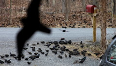 blackbirds~mixed flock~14MAR2013