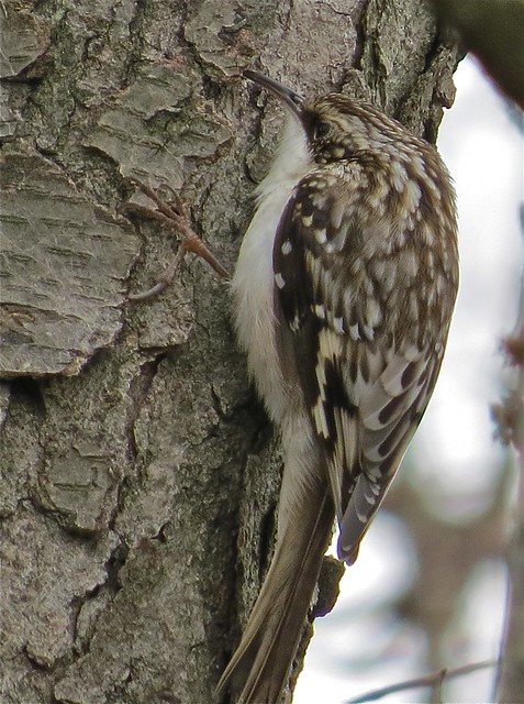 Brown Creeper at Ewing Park in Bloomington, IL 02