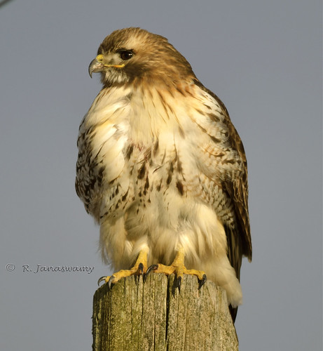 Red-tailed Hawk, Easthampton, MA by Janaswamy
