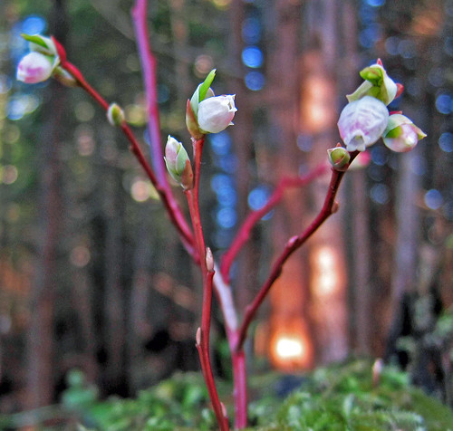 Early blueberry is budding out in mid-February in southeastern Alaska. U.S. Forest Service photo by Mary Stensvold.