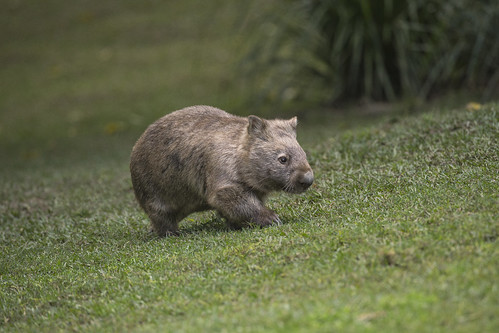 Wombat by Official San Diego Zoo