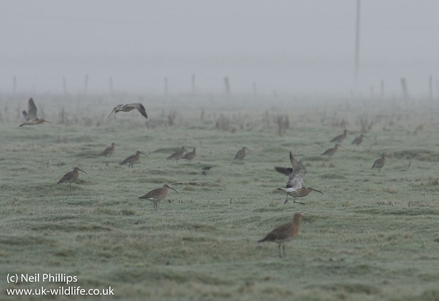 misty curlews