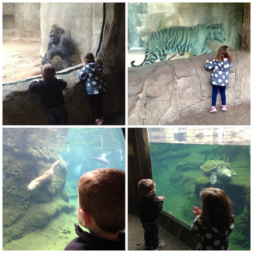 FWZoo Collage