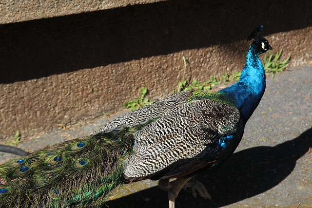 Peacock at the San Francisco Zoo