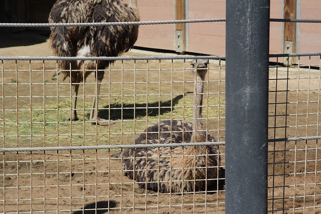 Ostriches at the San Francisco Zoo