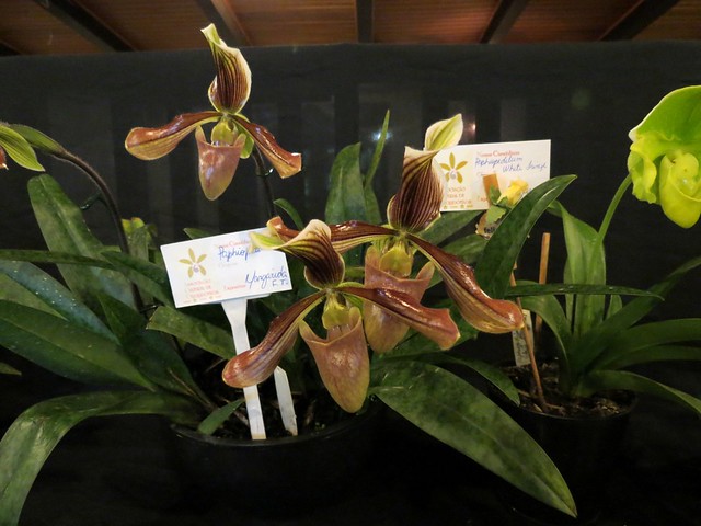 101º Exposição de Orquídeas Curitiba
