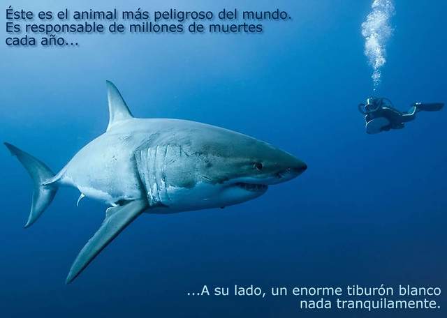 tiburon_blanco-diarioecologia