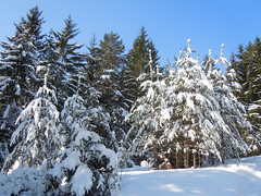 Slovenian forest in winter